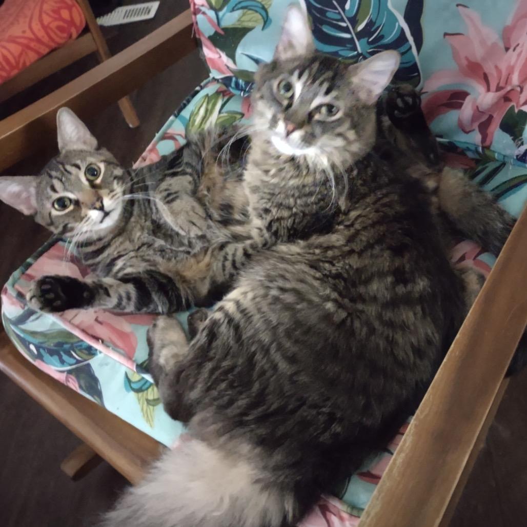 Buster, Adoptable, Adult Male American Shorthair.