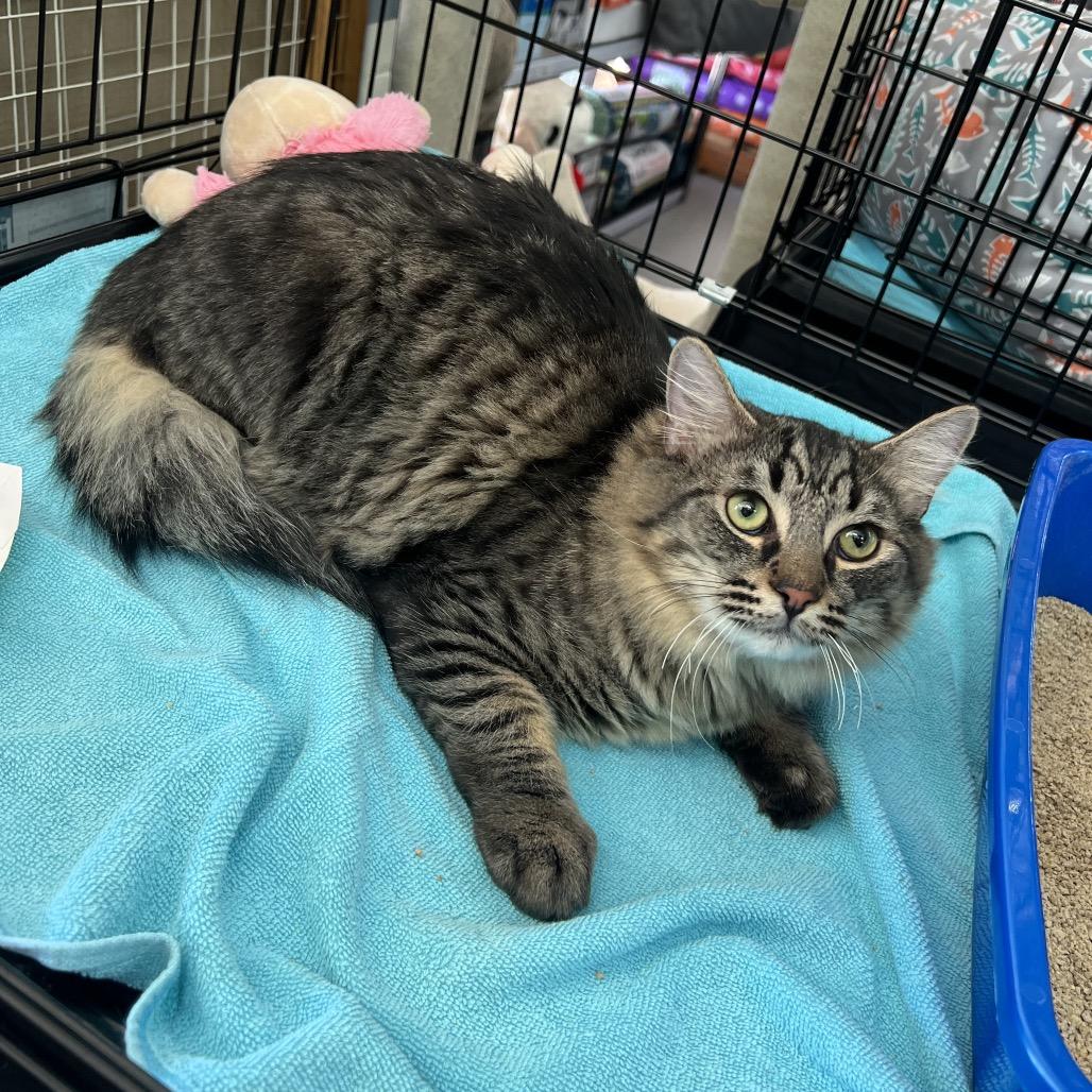 Enlarge Buster, a Adoptable American Shorthair in Garden Grove, CA image 2/5