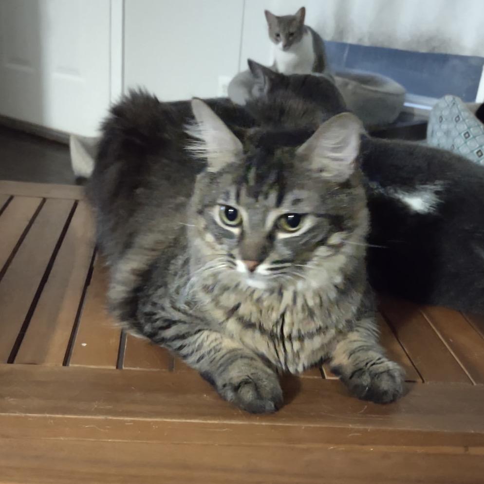 Enlarge Buster, a Adoptable American Shorthair in Garden Grove, CA image 3/5