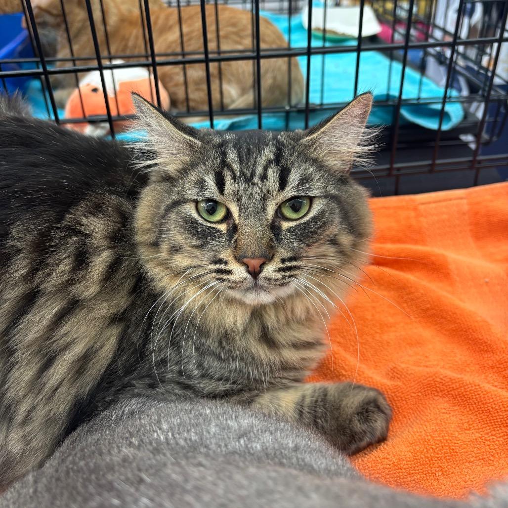 Enlarge Buster, a Adoptable American Shorthair in Garden Grove, CA image 4/5