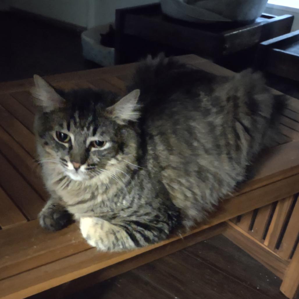 Enlarge Buster, a Adoptable American Shorthair in Garden Grove, CA image 5/5