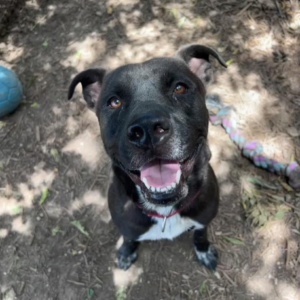 GRYFFINDOR, Adoptable, Adult Male Black Labrador Retriever & Mixed Breed.