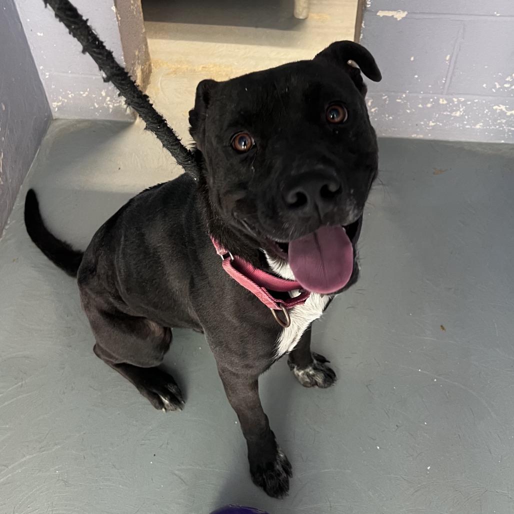 GRYFFINDOR, Adoptable, Adult Male Black Labrador Retriever & Mixed Breed.