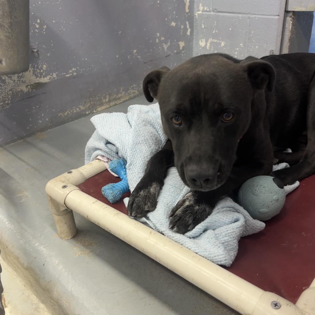 Enlarge GRYFFINDOR, a Adoptable mixed breed in Kyle, TX image 2/6