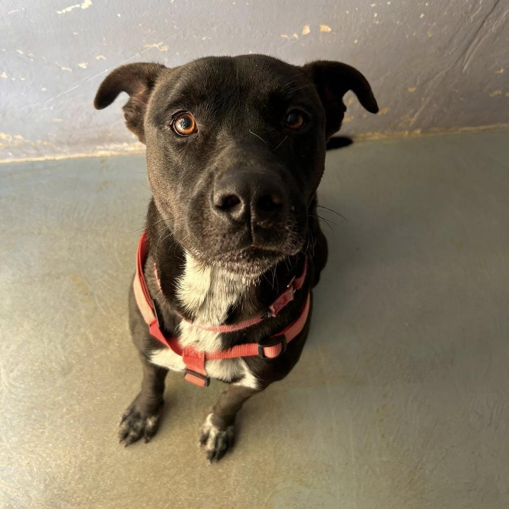 Enlarge GRYFFINDOR, a Adoptable mixed breed in Kyle, TX image 3/6