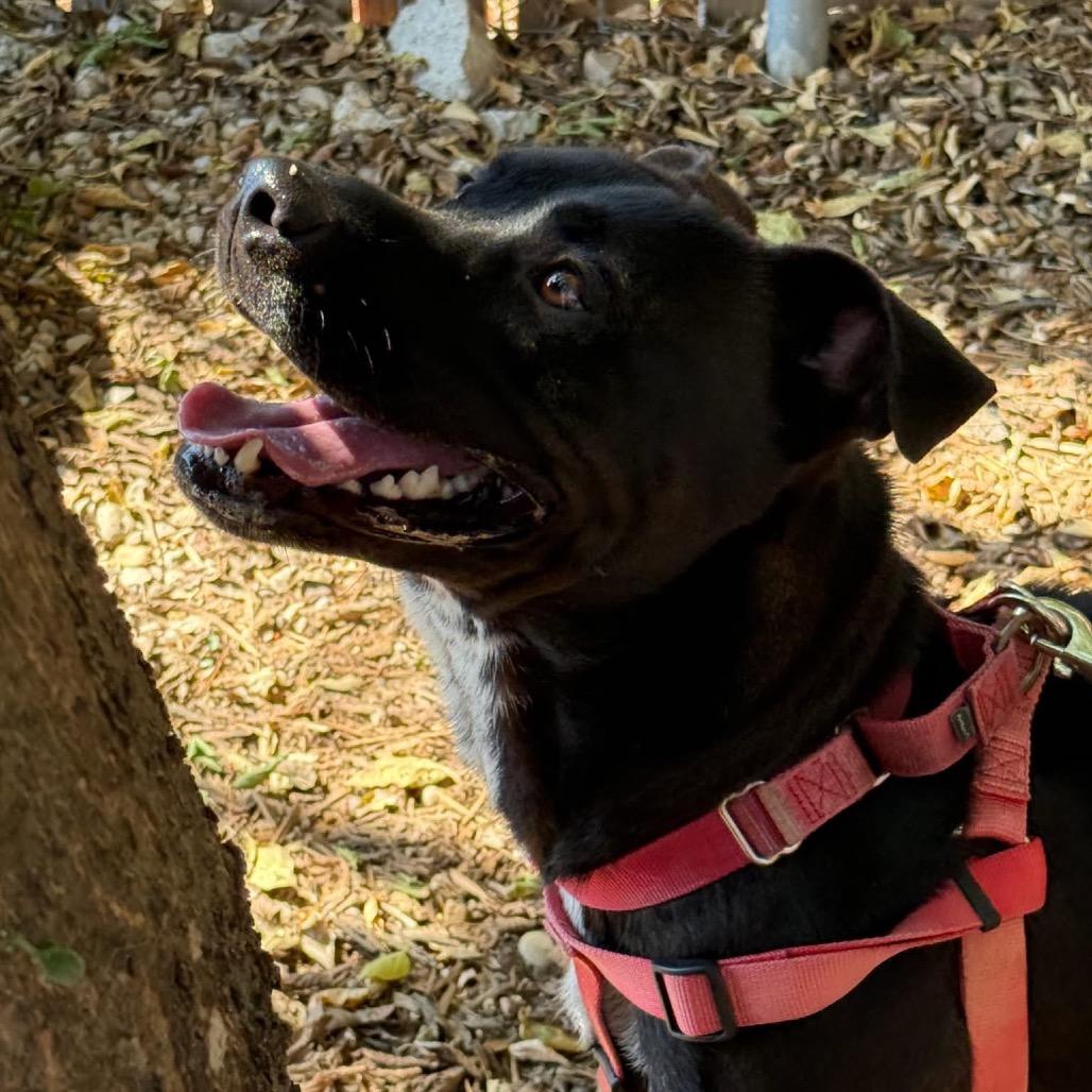 Enlarge GRYFFINDOR, a Adoptable mixed breed in Kyle, TX image 4/6