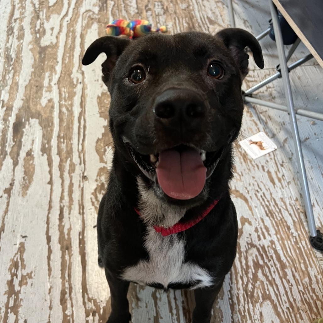 Enlarge GRYFFINDOR, a Adoptable mixed breed in Kyle, TX image 5/6