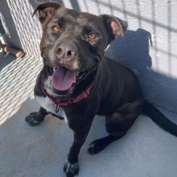 Enlarge GRYFFINDOR, a Adoptable mixed breed in Kyle, TX image 6/6