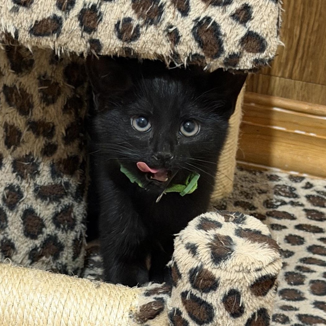 Enlarge The Golden Girls, a ADOPTABLE Domestic Short Hair in Mount Bethel, PA image 5/6
