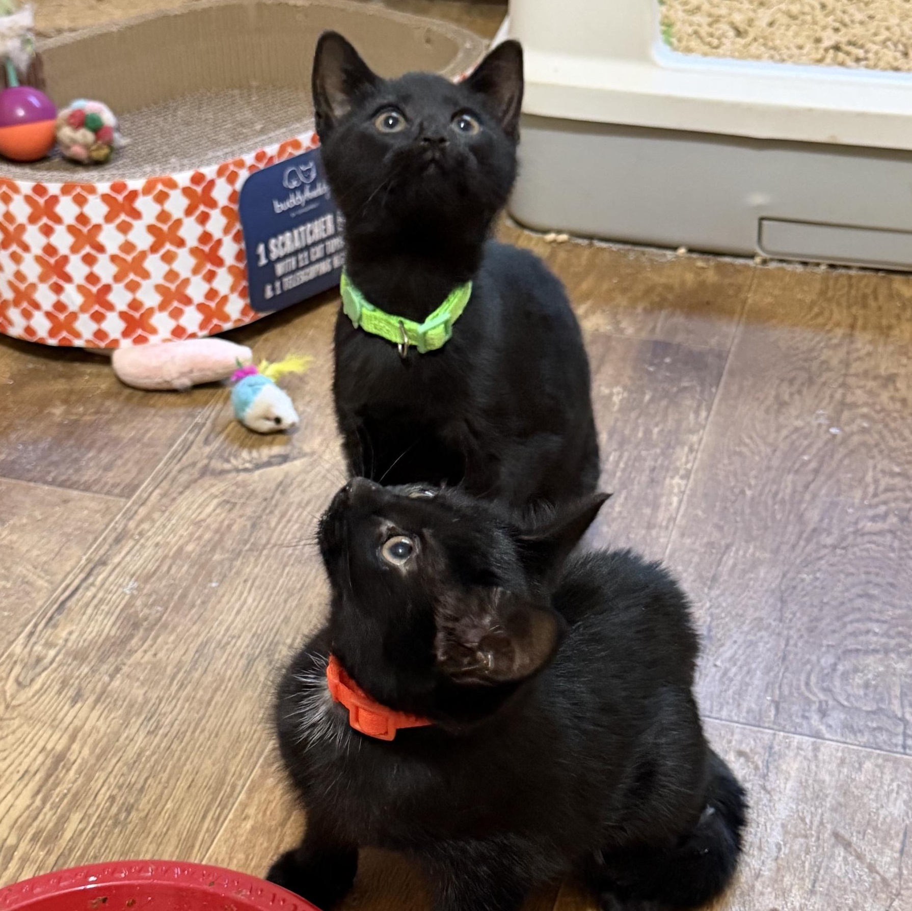 Enlarge The Golden Girls, a ADOPTABLE Domestic Short Hair in Mount Bethel, PA image 4/6