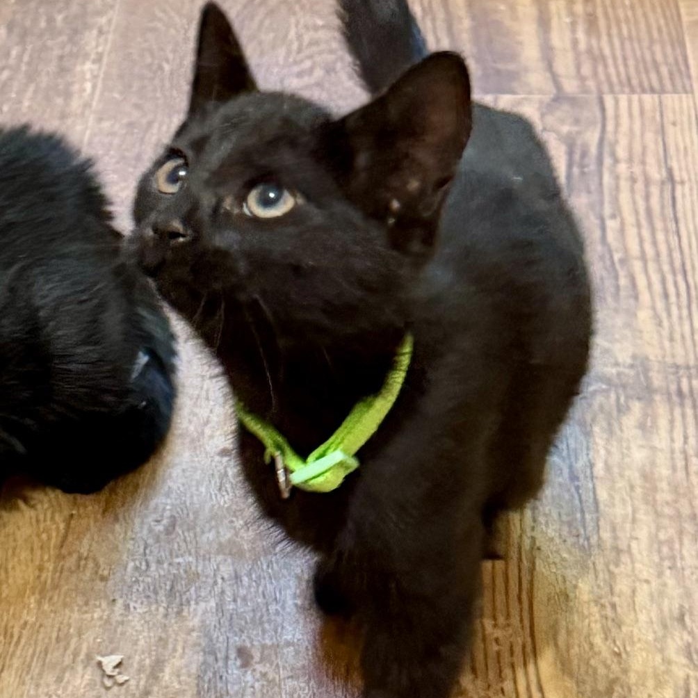 Enlarge The Golden Girls, a ADOPTABLE Domestic Short Hair in Mount Bethel, PA image 3/6