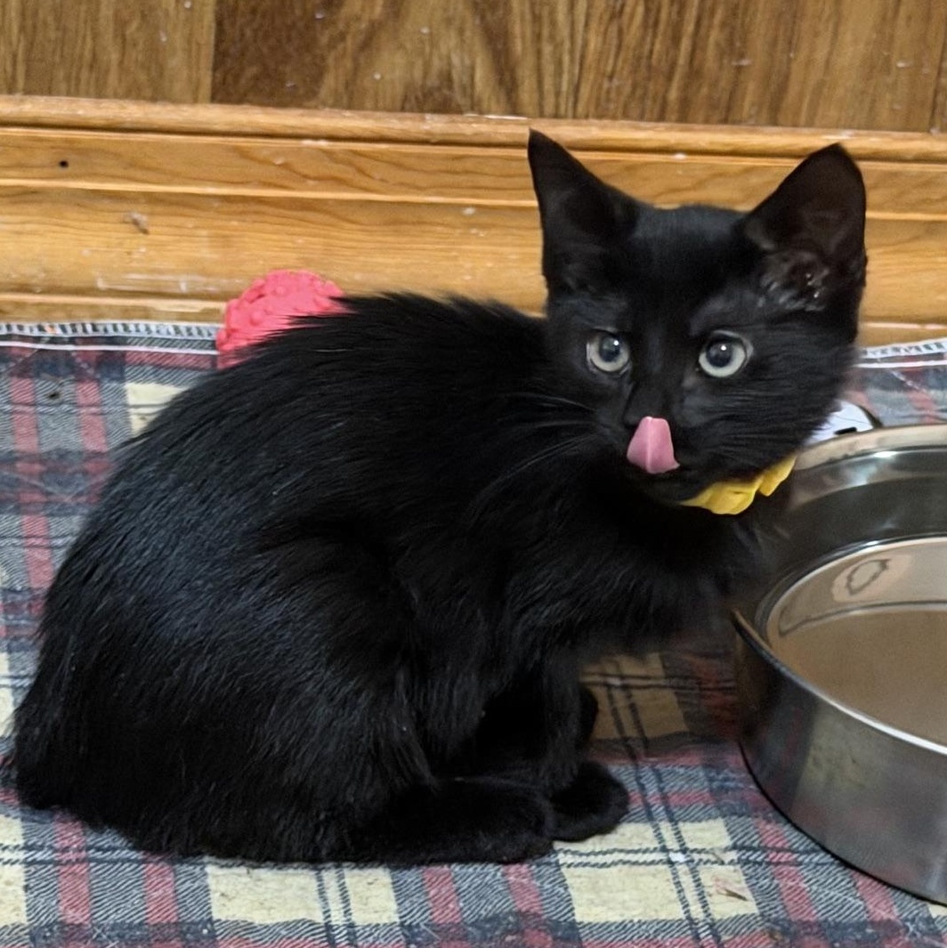 Enlarge The Golden Girls, a ADOPTABLE Domestic Short Hair in Mount Bethel, PA image 6/6