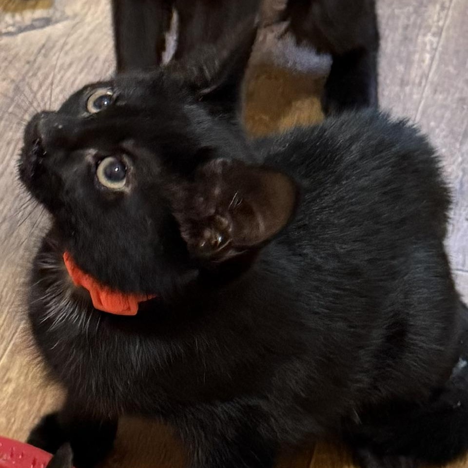 Enlarge The Golden Girls, a ADOPTABLE Domestic Short Hair in Mount Bethel, PA image 2/6