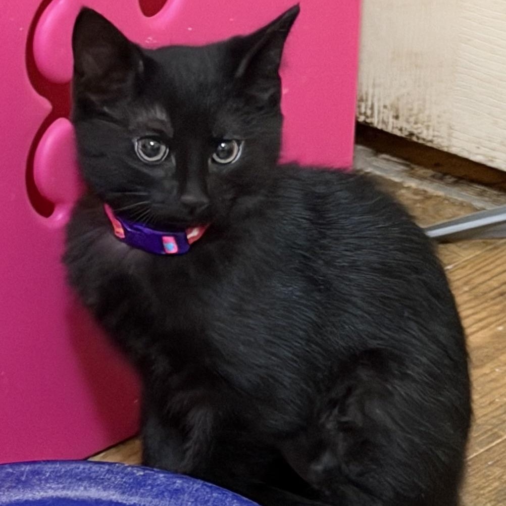 The Golden Girls, ADOPTABLE, Kitten Female Domestic Short Hair.