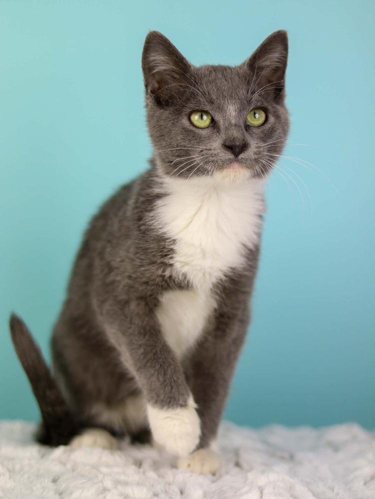 Ella, Adoptable, Kitten Female Domestic Short Hair.