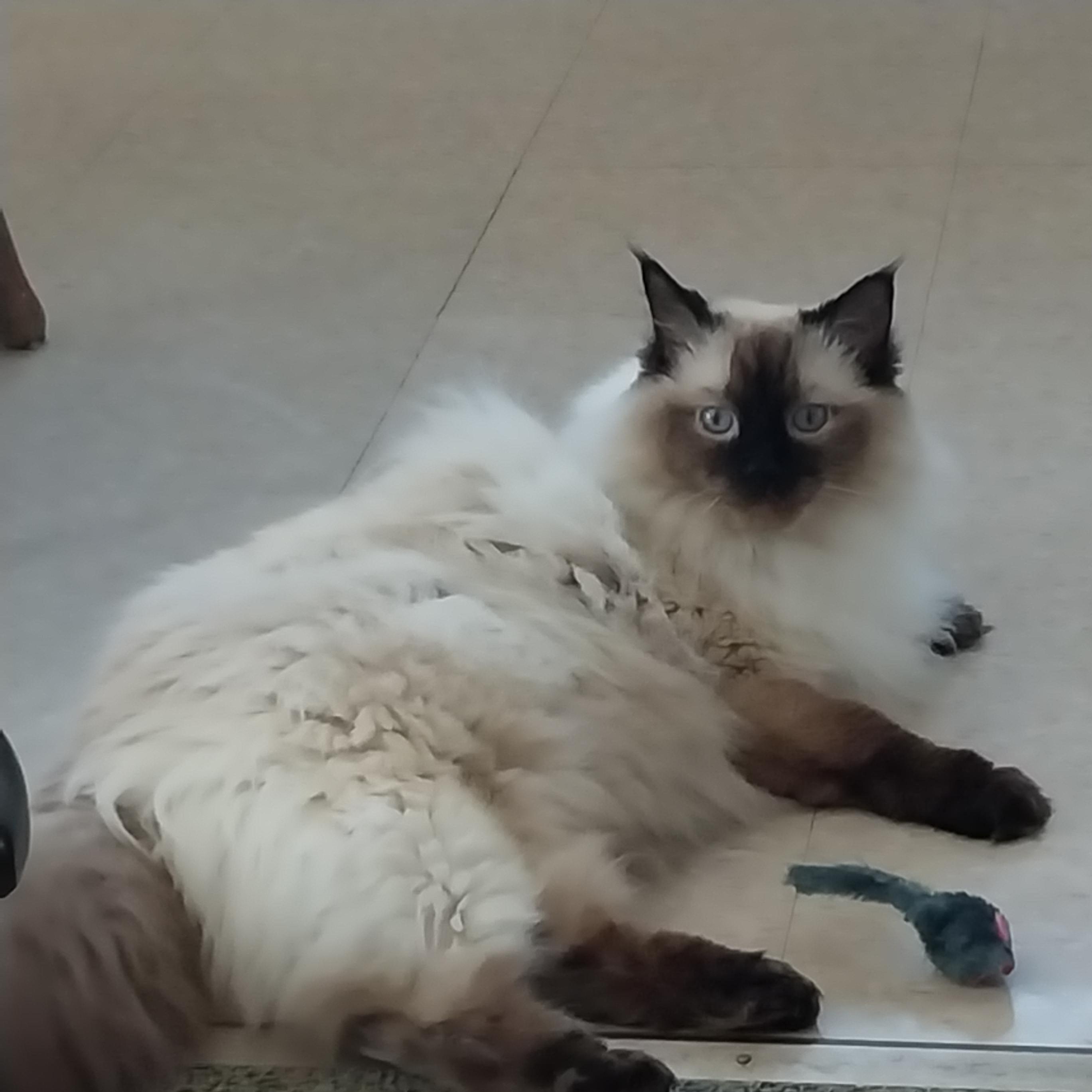Enlarge Belle, a Adopted Ragdoll in FITCHBURG, MA image 2/6