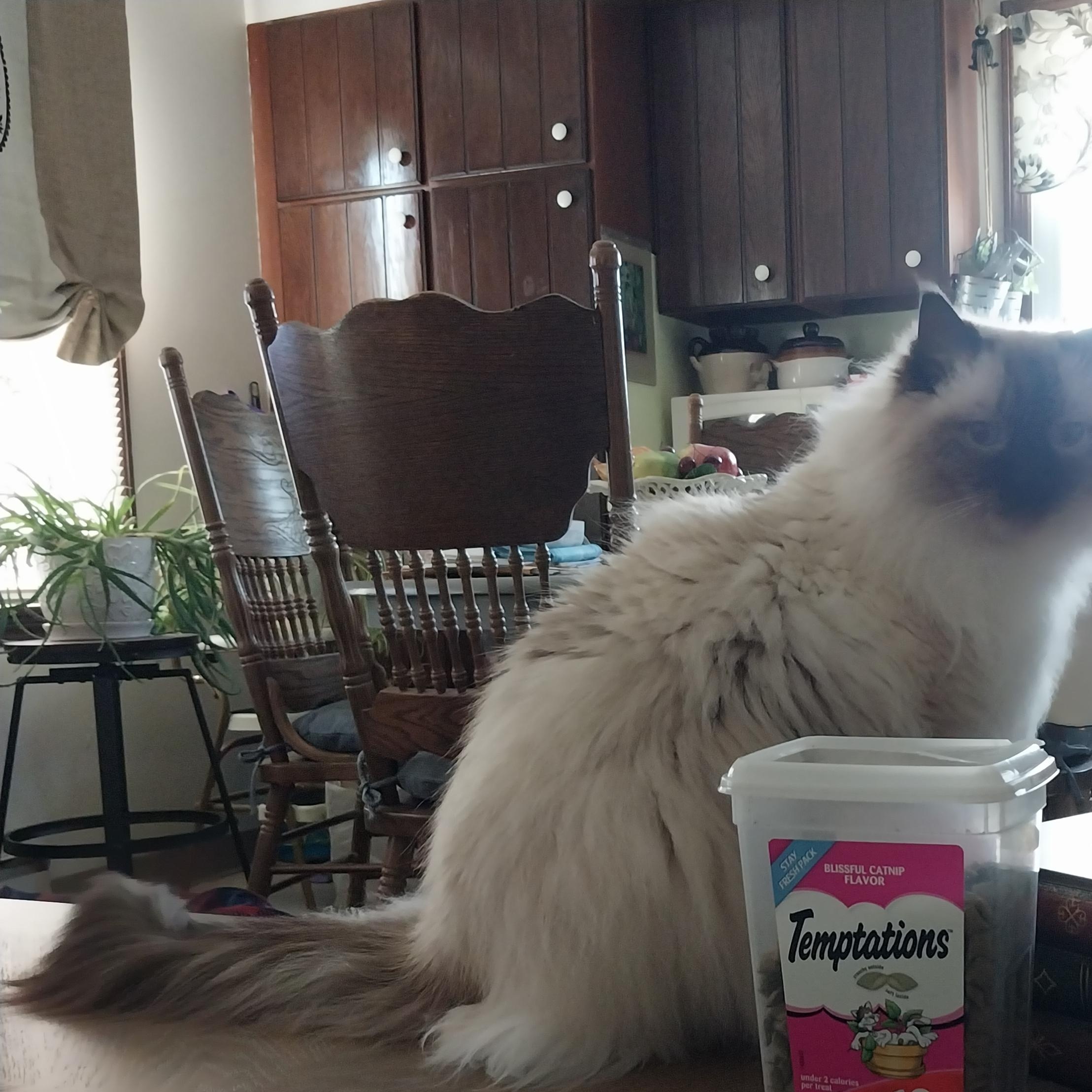 Enlarge Belle, a Adopted Ragdoll in FITCHBURG, MA image 4/6