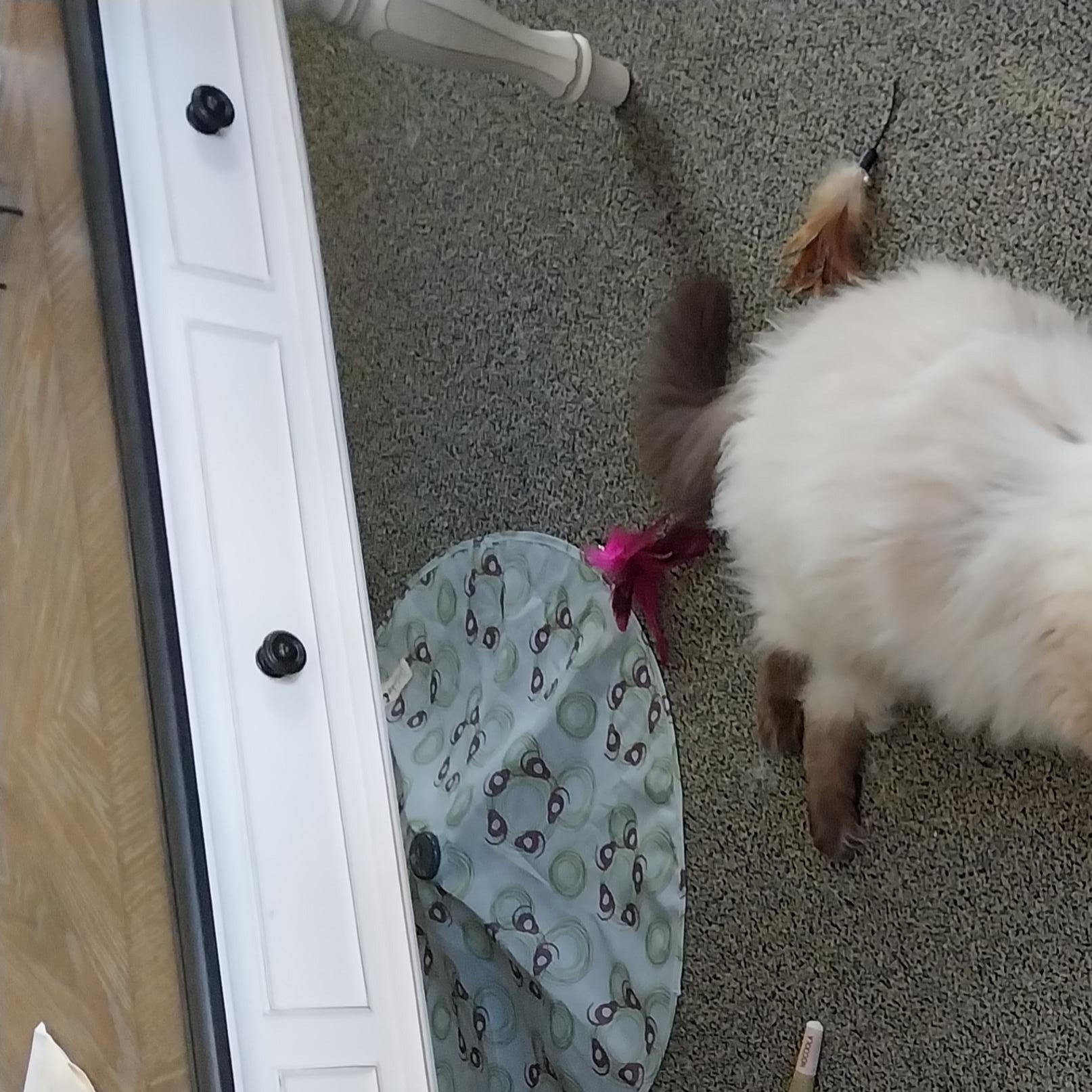 Enlarge Belle, a Adopted Ragdoll in FITCHBURG, MA image 5/6