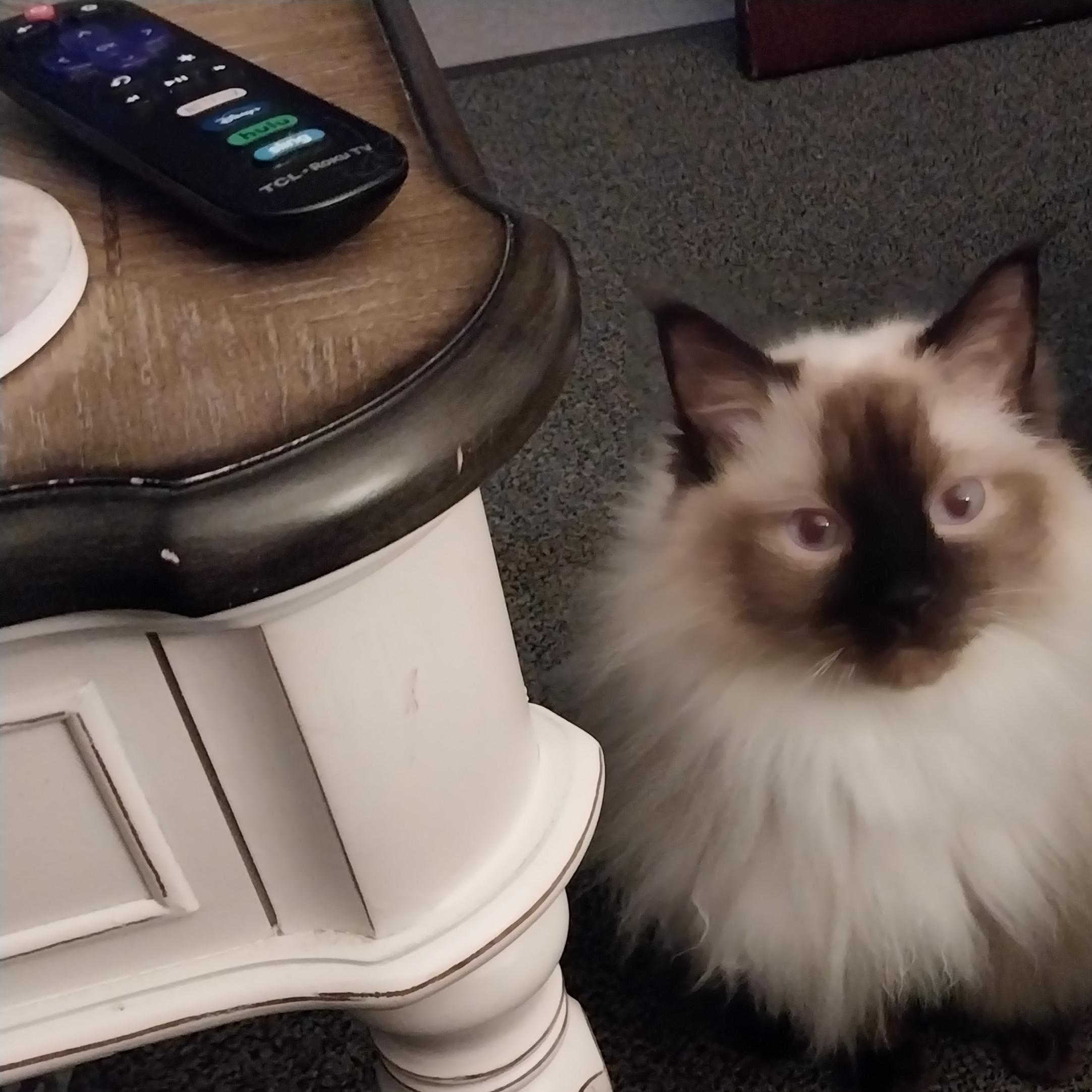Enlarge Belle, a Adopted Ragdoll in FITCHBURG, MA image 3/6
