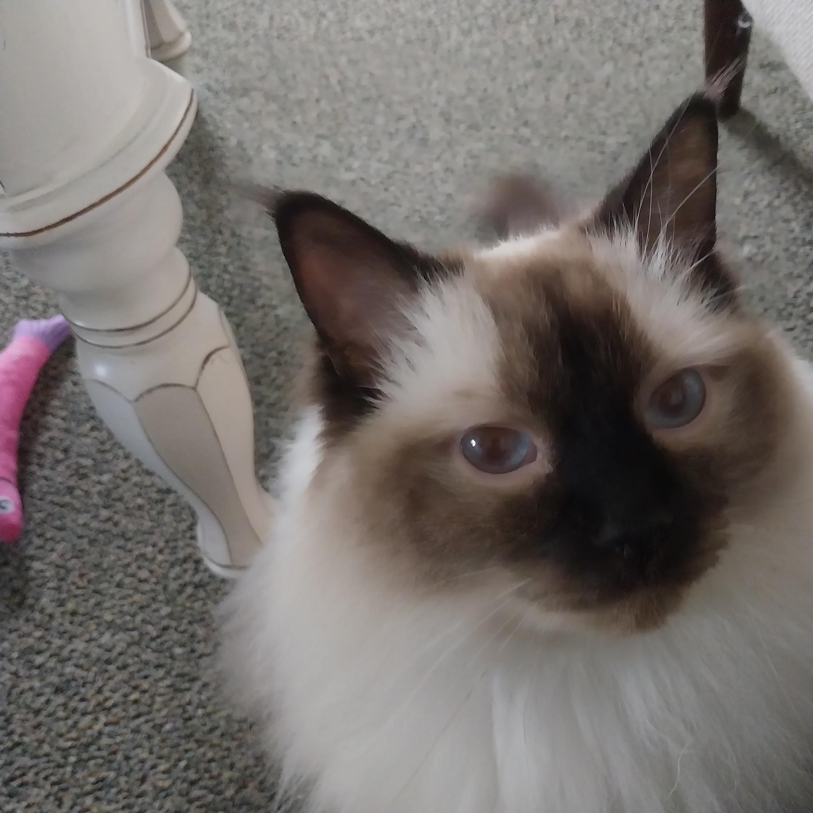 Enlarge Belle, a Adopted Ragdoll in FITCHBURG, MA image 1/6