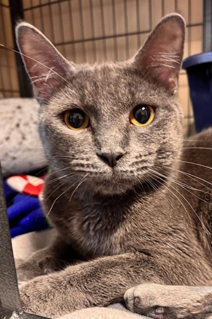 Bluey, Adoptable, Adult Female Domestic Short Hair.