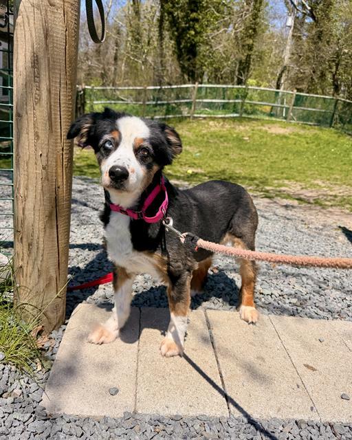 PIPPY, Adoptable, Senior Female Australian Shepherd.
