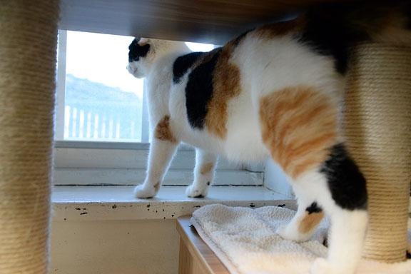 Enlarge Andie, a ADOPTABLE Calico in Fort Leavenworth, KS image 4/5