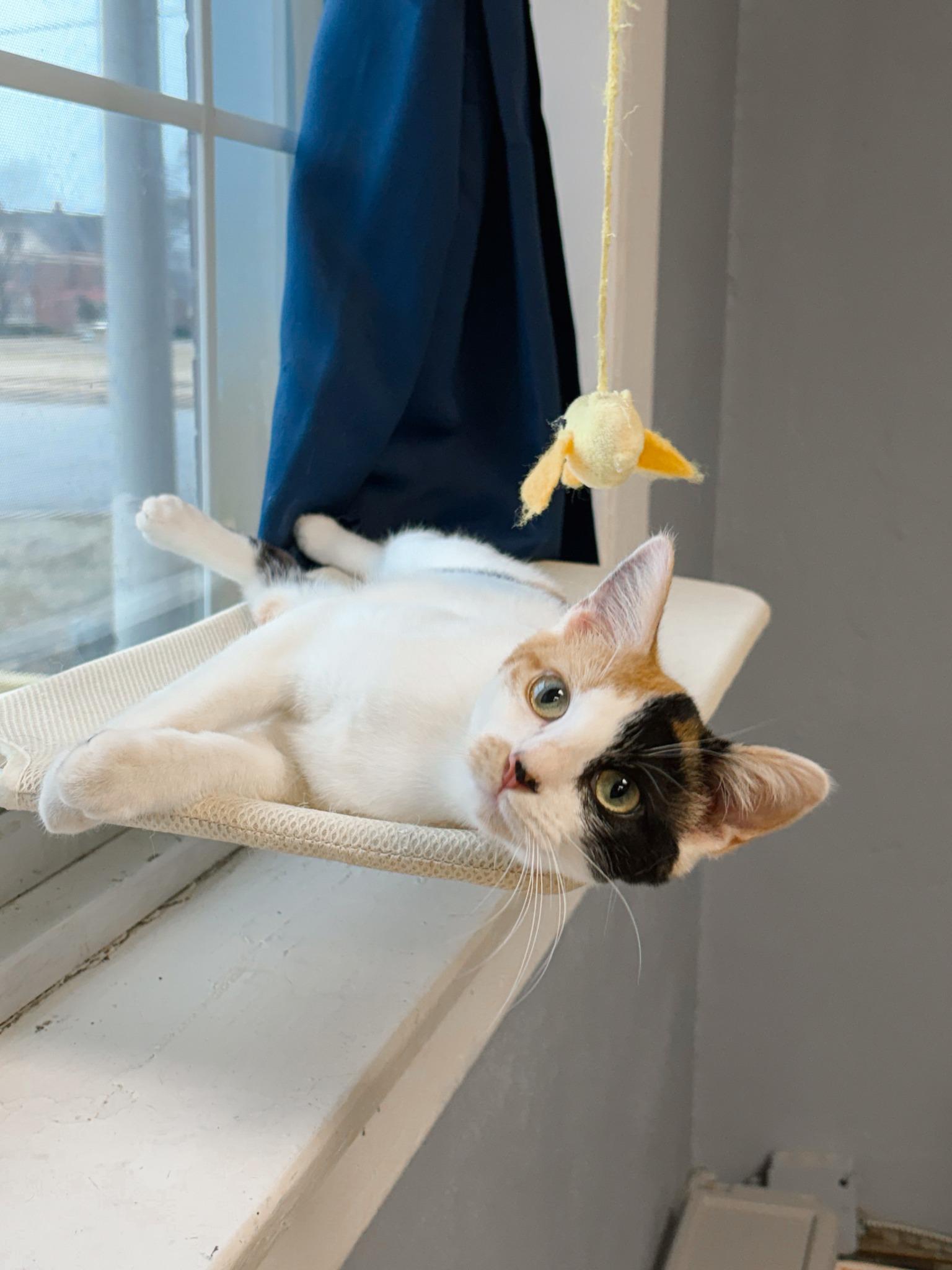 Enlarge Andie: Adoption Pending!, a ADOPTABLE Calico in Fort Leavenworth, KS image 6/6