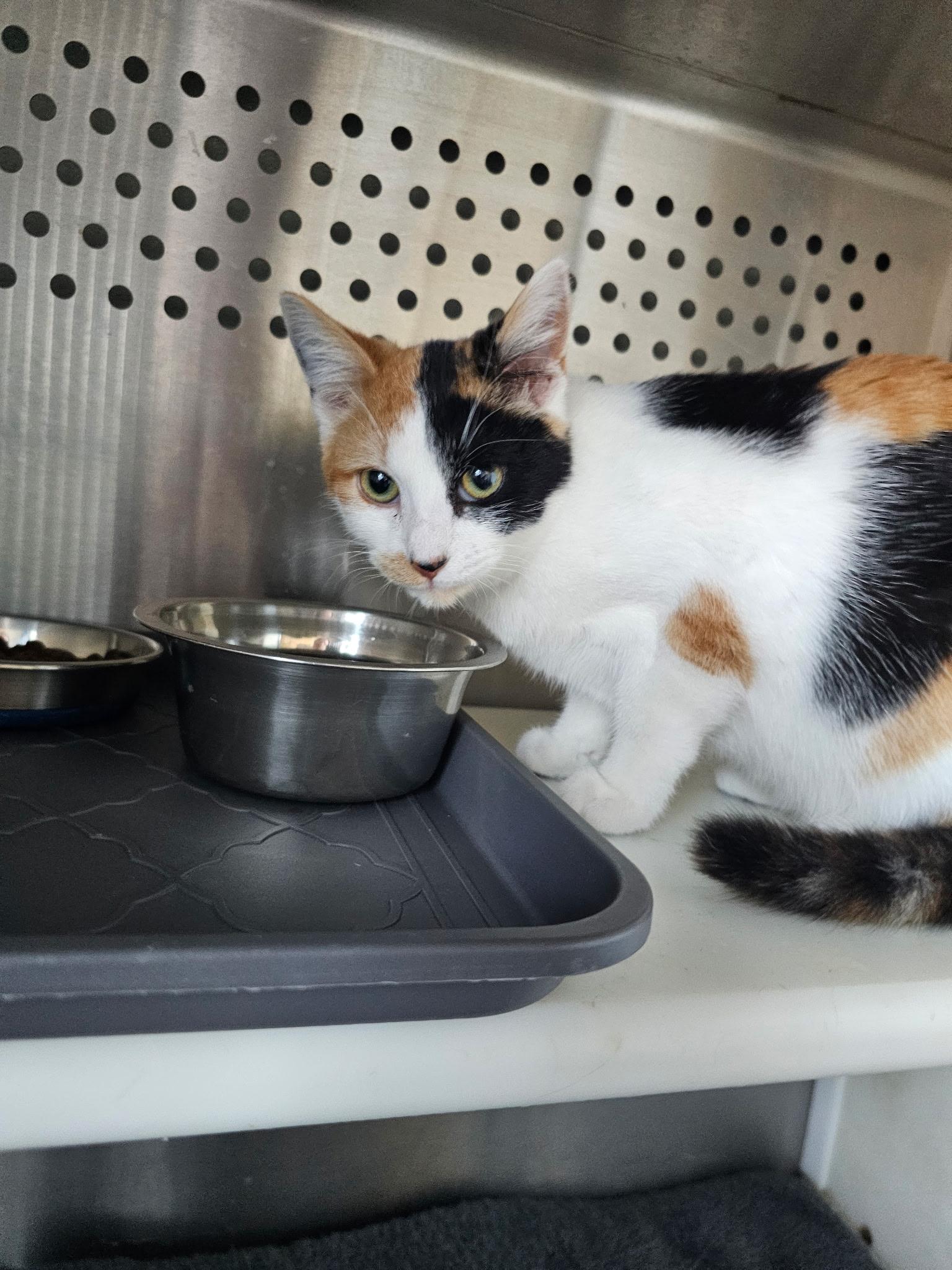 Enlarge Andie, a ADOPTABLE Calico in Fort Leavenworth, KS image 5/5