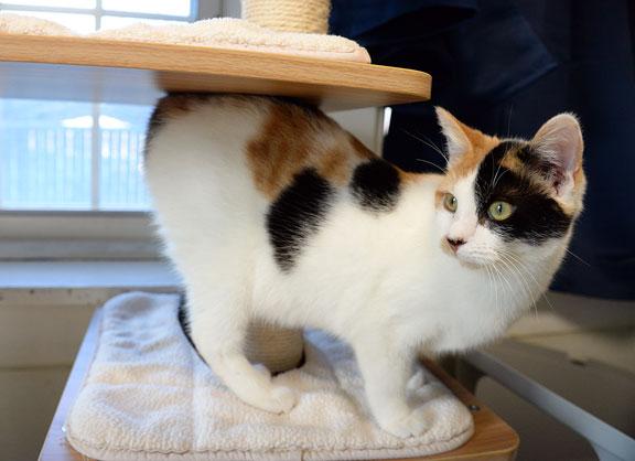 Enlarge Andie, a ADOPTABLE Calico in Fort Leavenworth, KS image 1/5