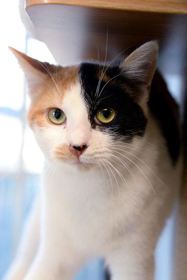 Enlarge Andie, a ADOPTABLE Calico in Fort Leavenworth, KS image 2/5