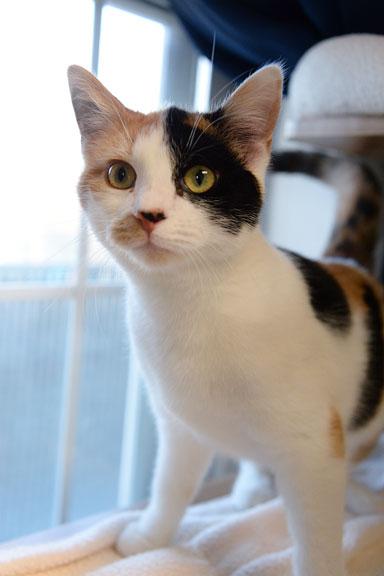 Enlarge Andie, a ADOPTABLE Calico in Fort Leavenworth, KS image 3/5
