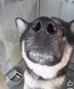 Enlarge REIGN THE STUNNING SHEPSKY, a ADOPTABLE mixed breed in Missoula, MT image 3/5