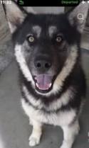 Enlarge REIGN THE STUNNING SHEPSKY, a ADOPTABLE mixed breed in Missoula, MT image 1/5