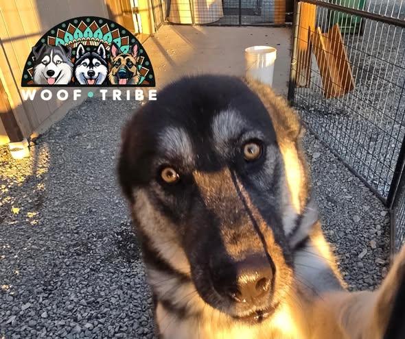 REIGN THE STUNNING SHEPSKY, a ADOPTABLE mixed breed in Missoula, MT image 6/6