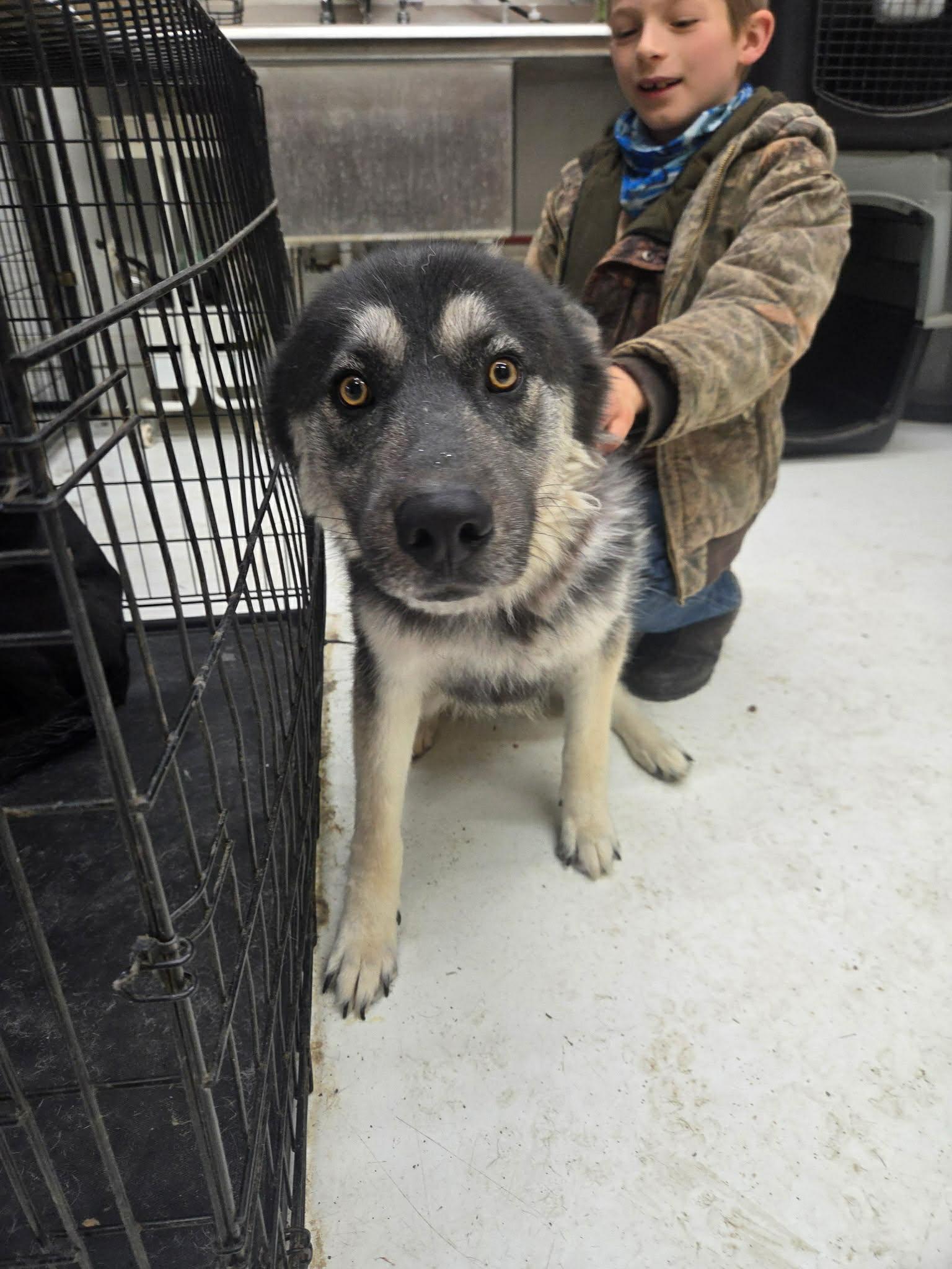 Enlarge REIGN THE STUNNING SHEPSKY, a ADOPTABLE mixed breed in Missoula, MT image 5/5
