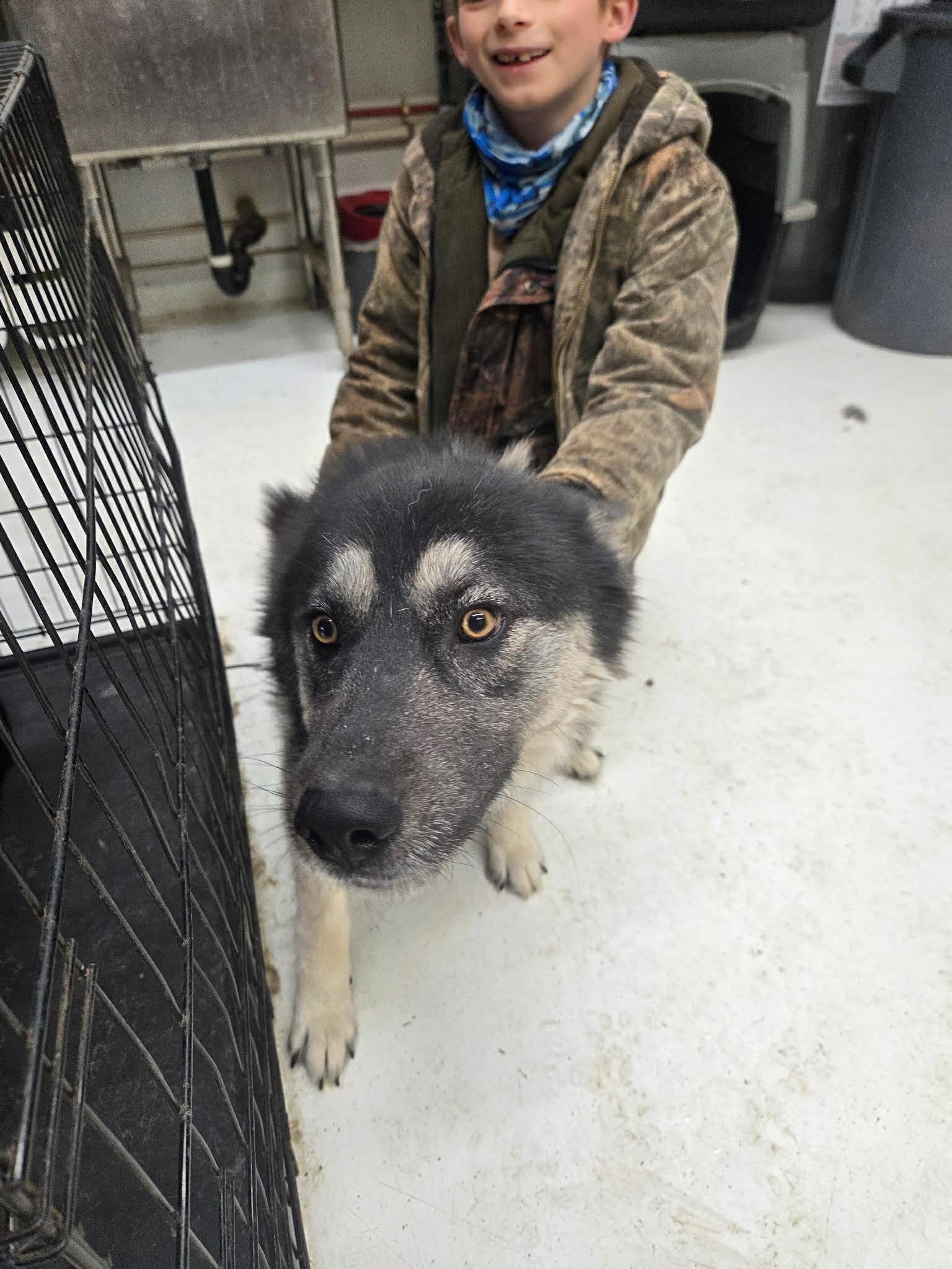 Enlarge REIGN THE STUNNING SHEPSKY, a ADOPTABLE mixed breed in Missoula, MT image 4/5