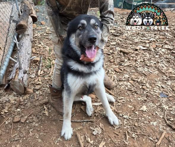 REIGN THE STUNNING SHEPSKY, a ADOPTABLE mixed breed in Missoula, MT image 5/6