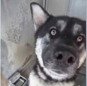 Enlarge REIGN THE STUNNING SHEPSKY, a ADOPTABLE mixed breed in Missoula, MT image 2/5
