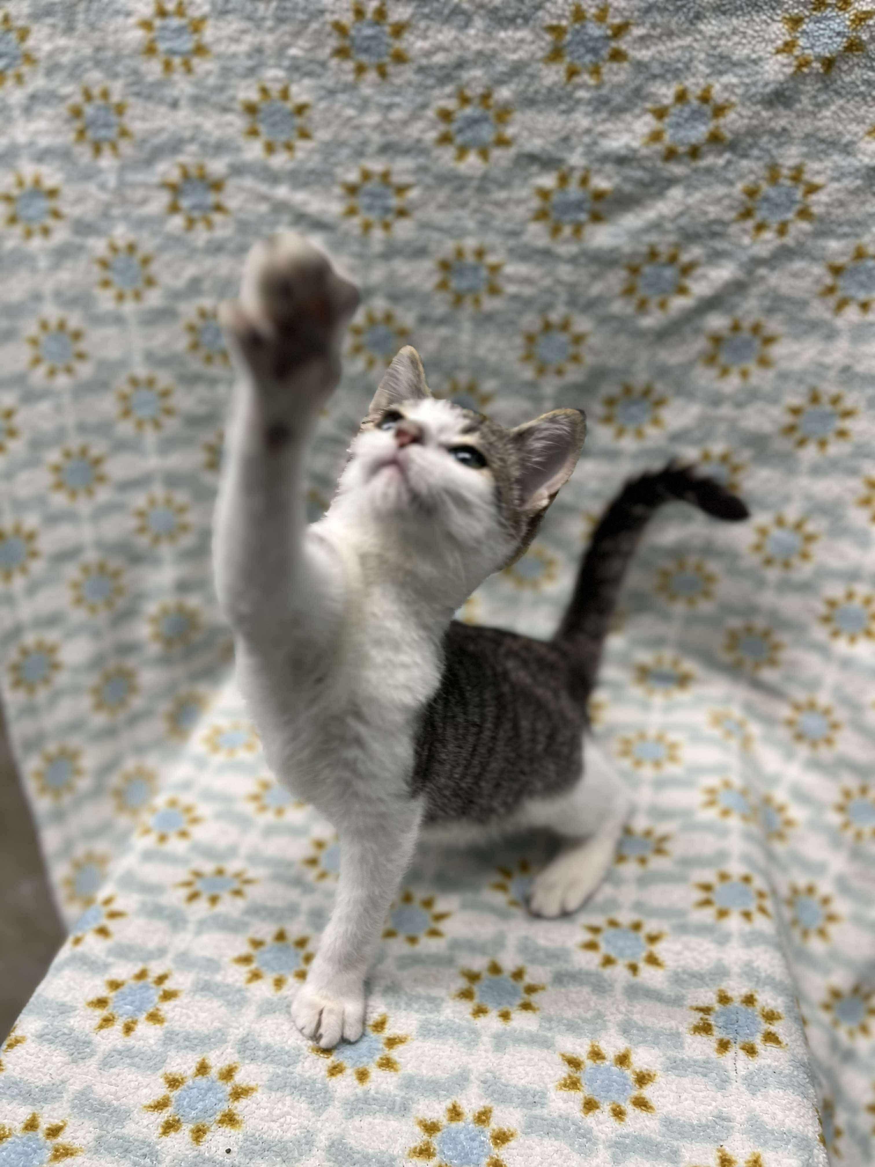 Enlarge Biscuit (Tiff-fostered in New England), a Adoptable mixed breed in Brooklyn, CT image 1/6