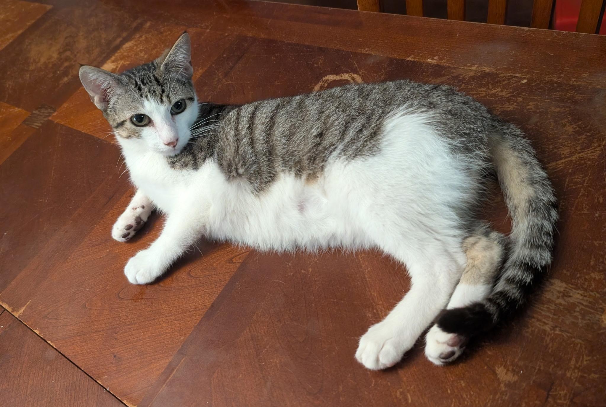 Enlarge Biscuit (Tiff-fostered in New England), a Adoptable mixed breed in Brooklyn, CT image 3/6