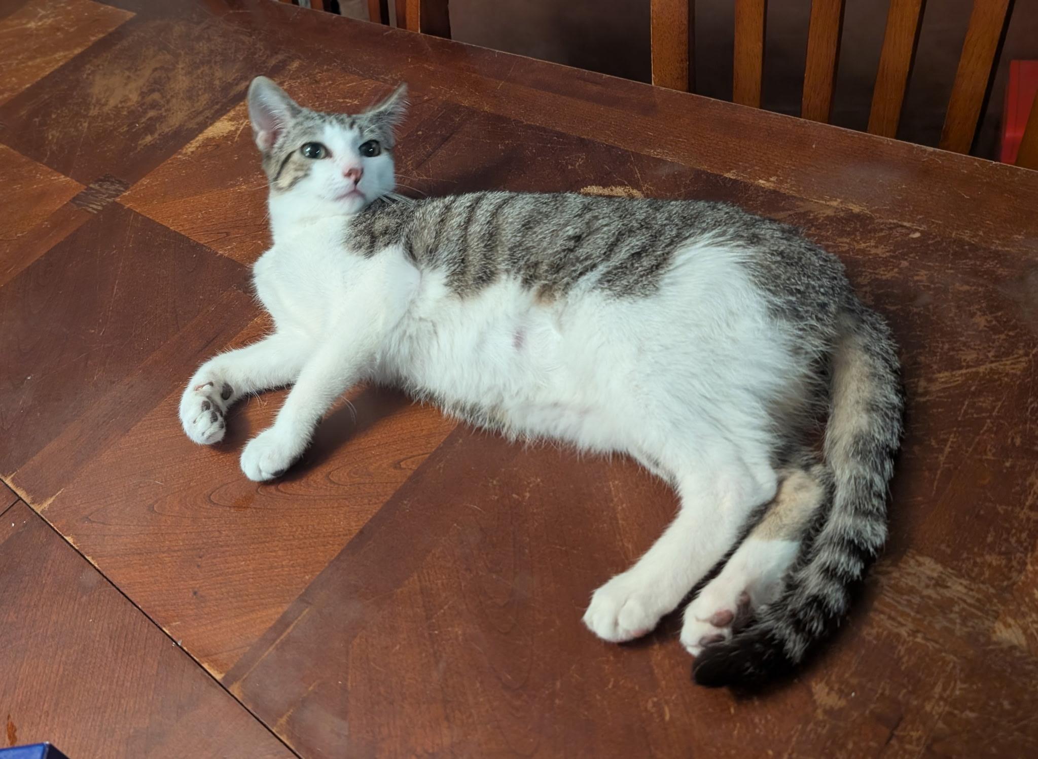 Enlarge Biscuit (Tiff-fostered in New England), a Adoptable mixed breed in Brooklyn, CT image 2/6