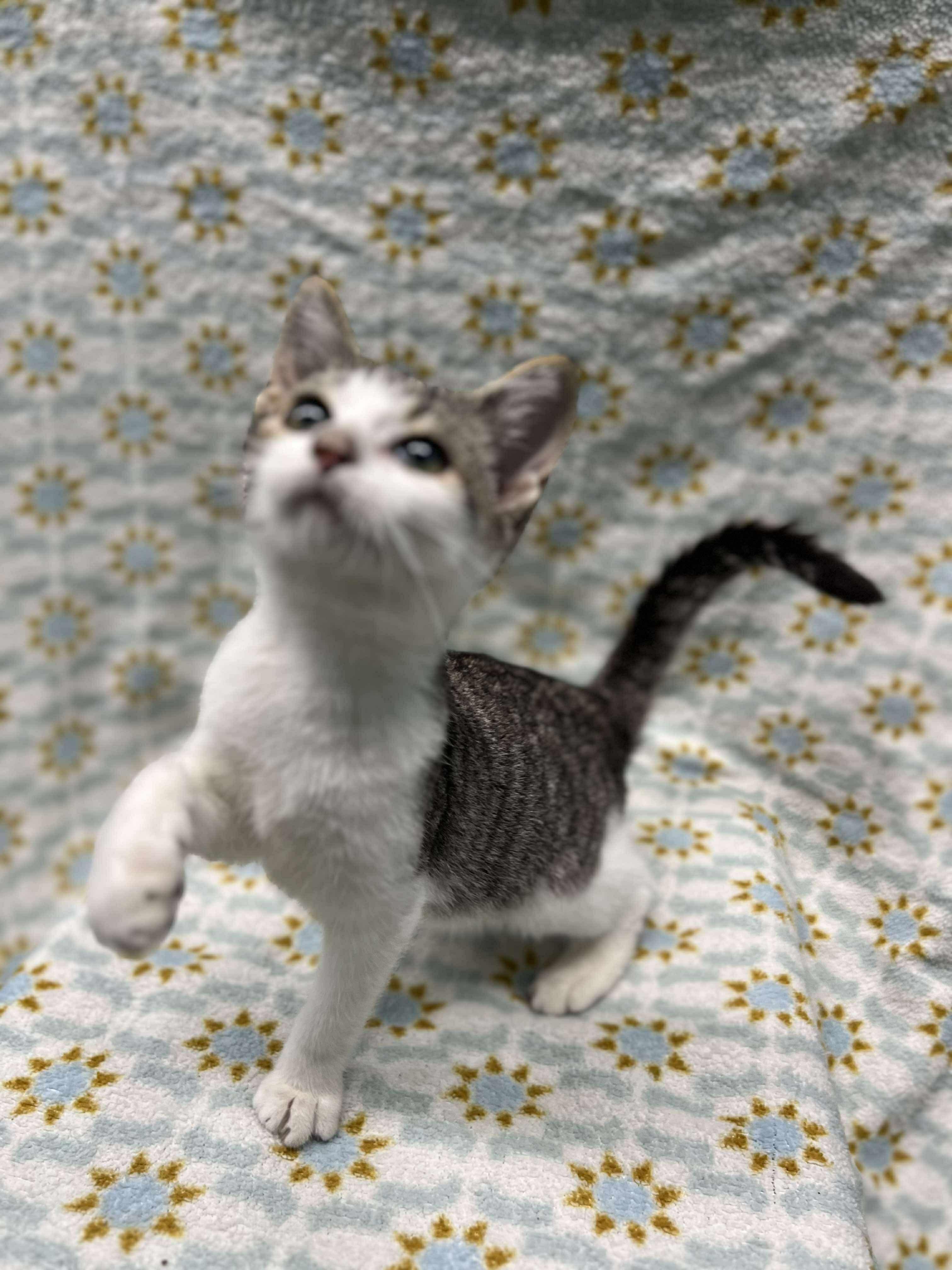 Enlarge Biscuit (Tiff-fostered in New England), a Adoptable mixed breed in Brooklyn, CT image 4/6