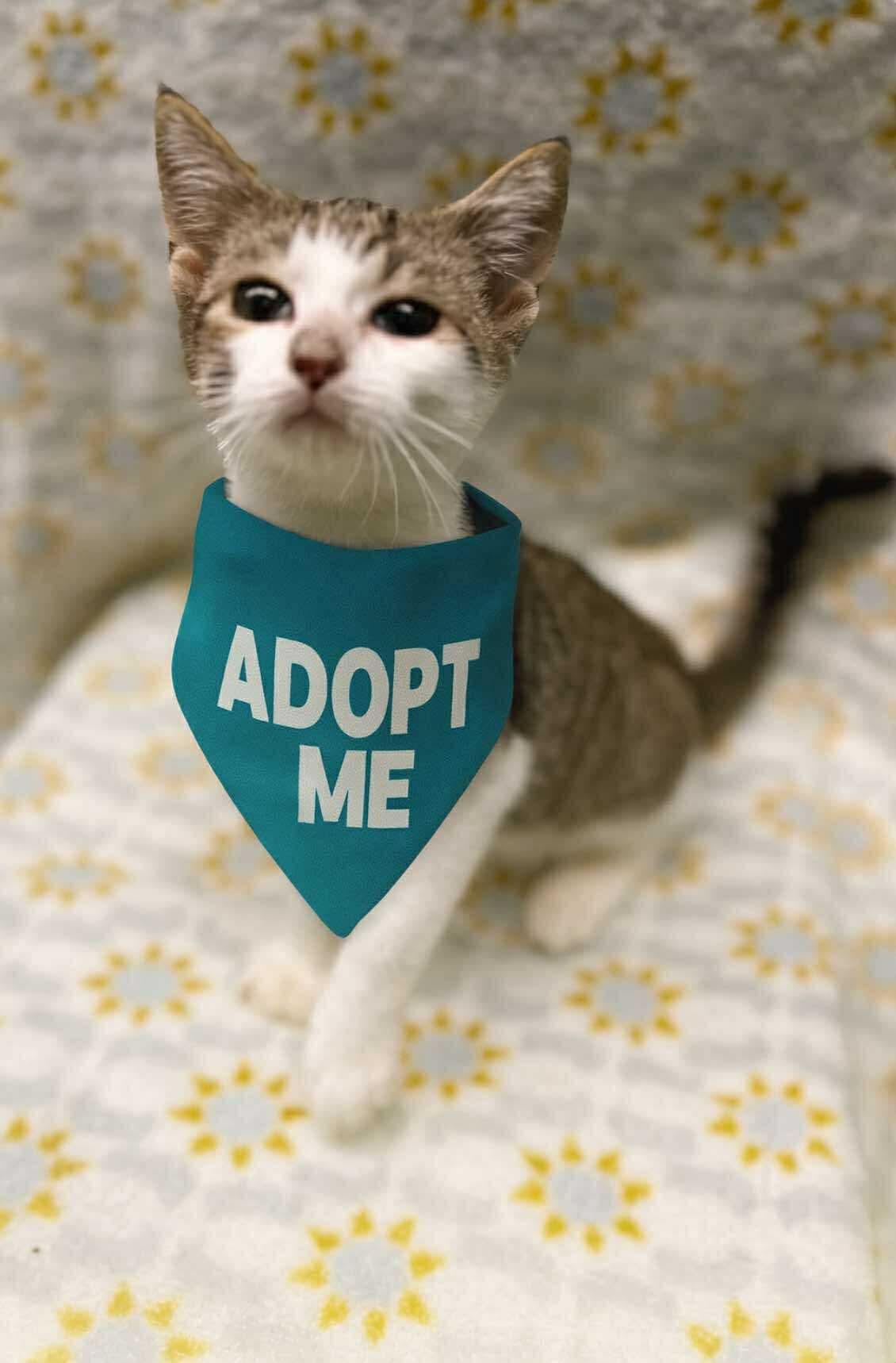Biscuit (Tiff-fostered in New England)