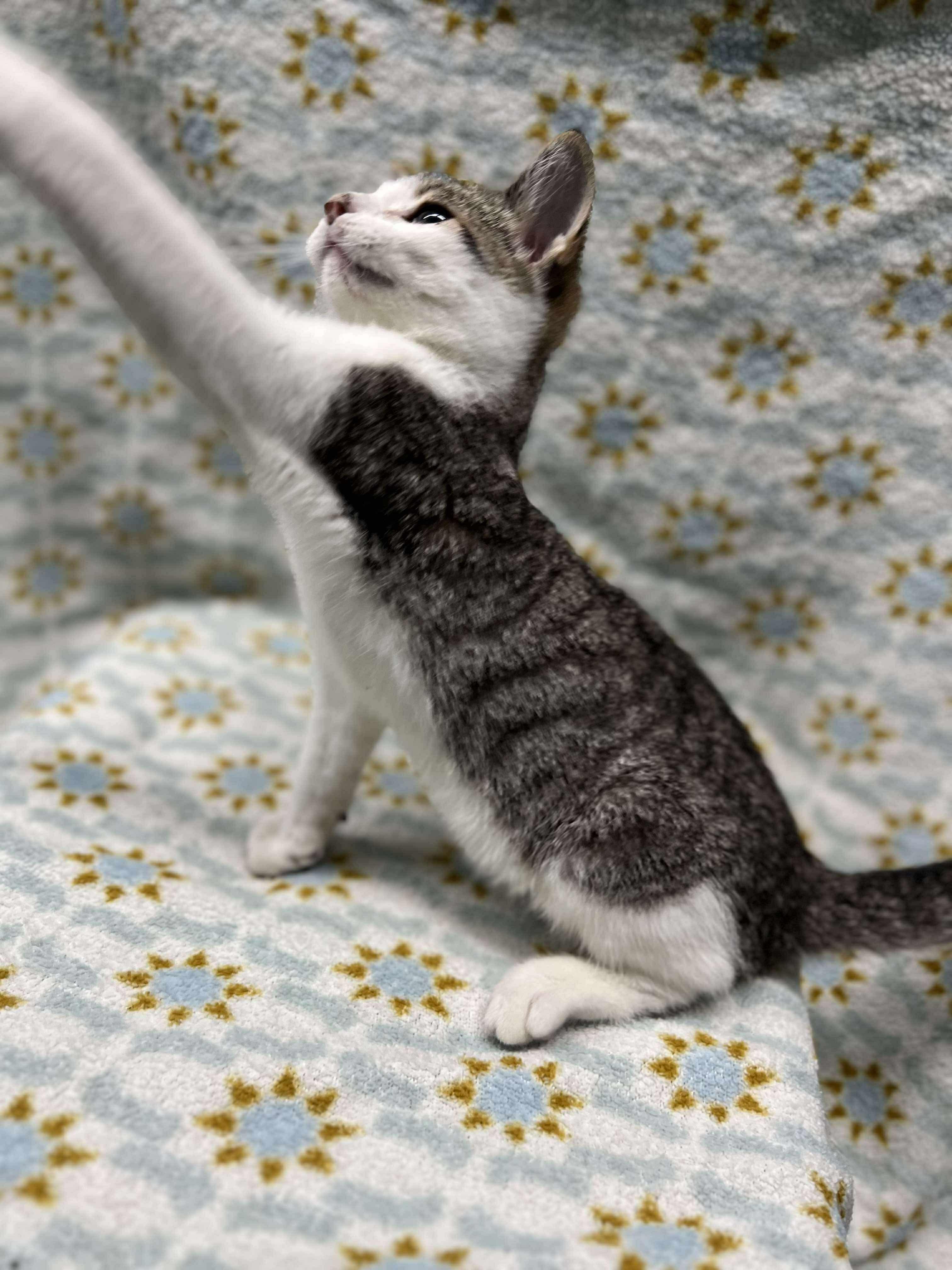 Enlarge Biscuit (Tiff-fostered in New England), a Adoptable mixed breed in Brooklyn, CT image 6/6