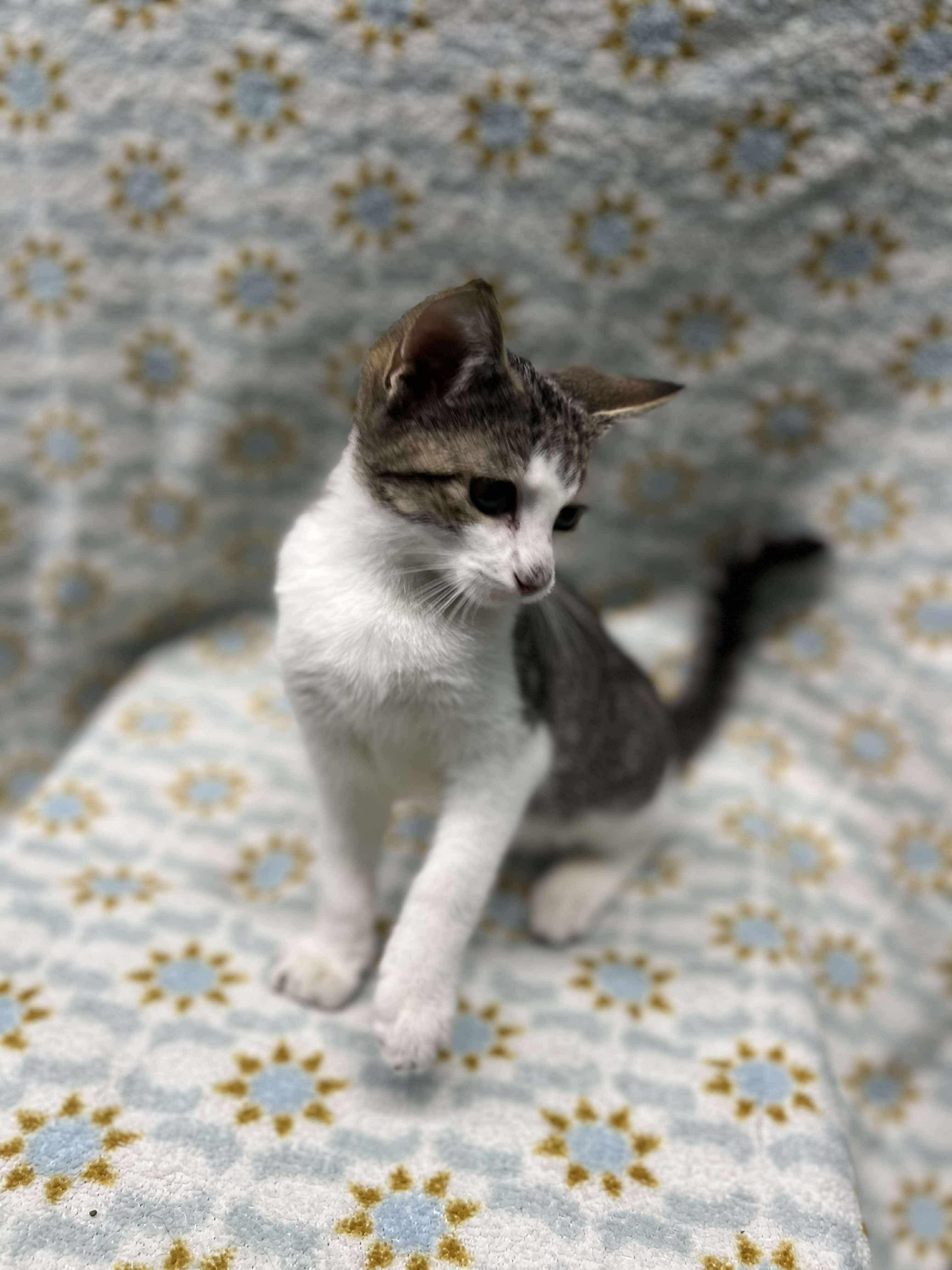 Biscuit (Tiff-fostered in New England)