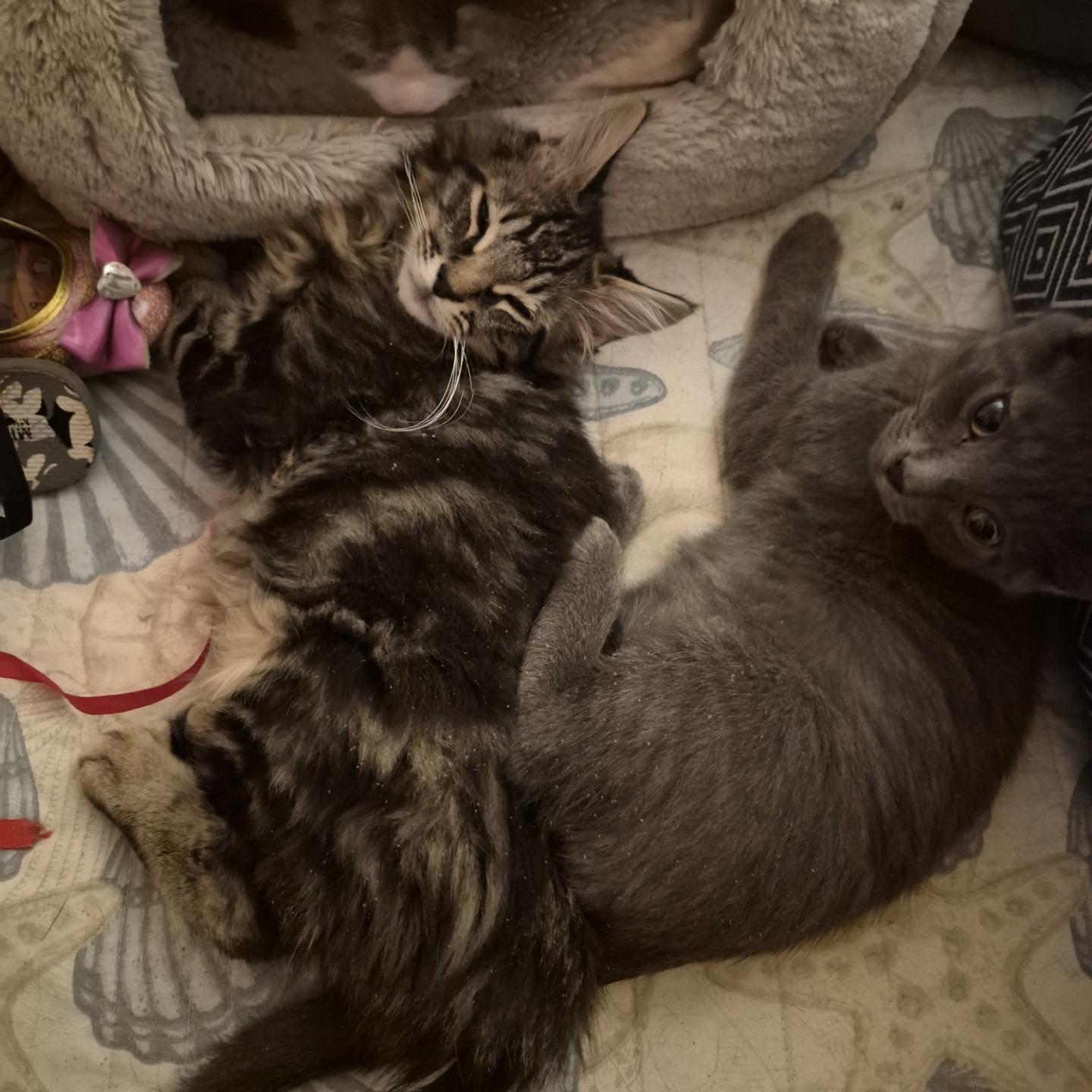 Enlarge Clydesdale, an adopted Domestic Long Hair in Queen Creek, AZ image 4/4