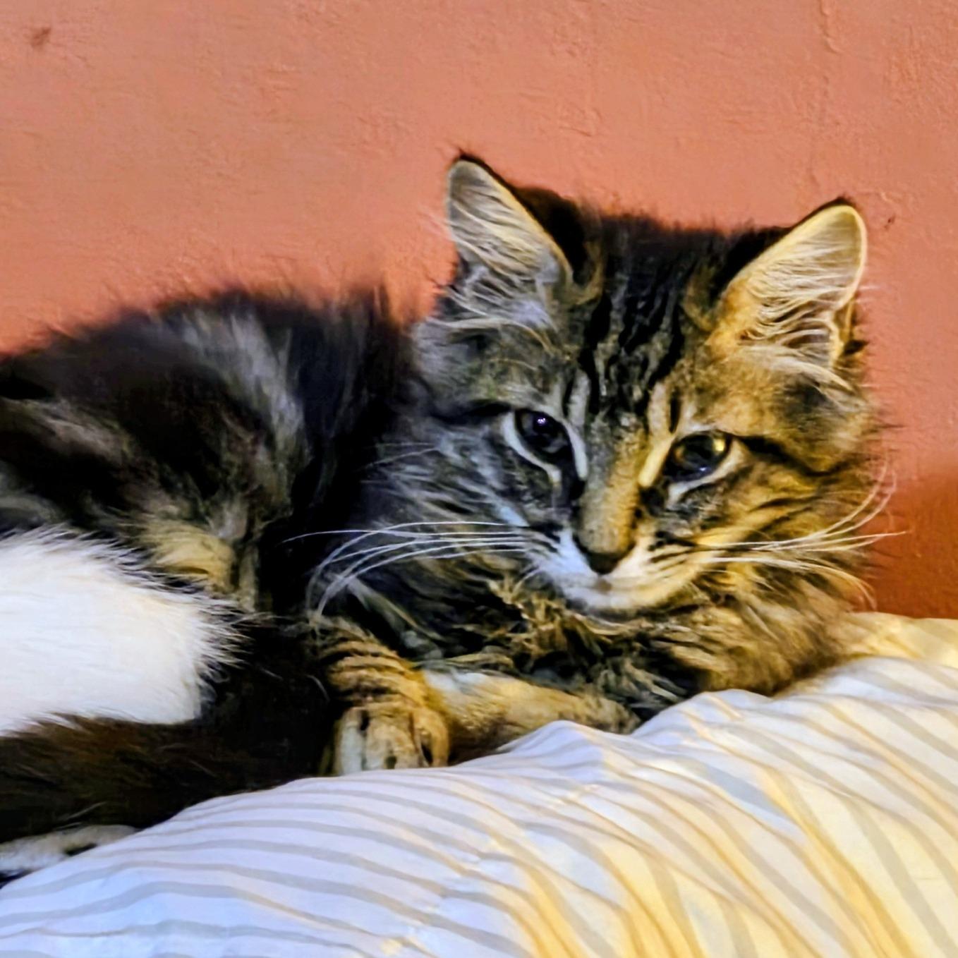 Enlarge Clydesdale, an adopted Domestic Long Hair in Queen Creek, AZ image 1/4