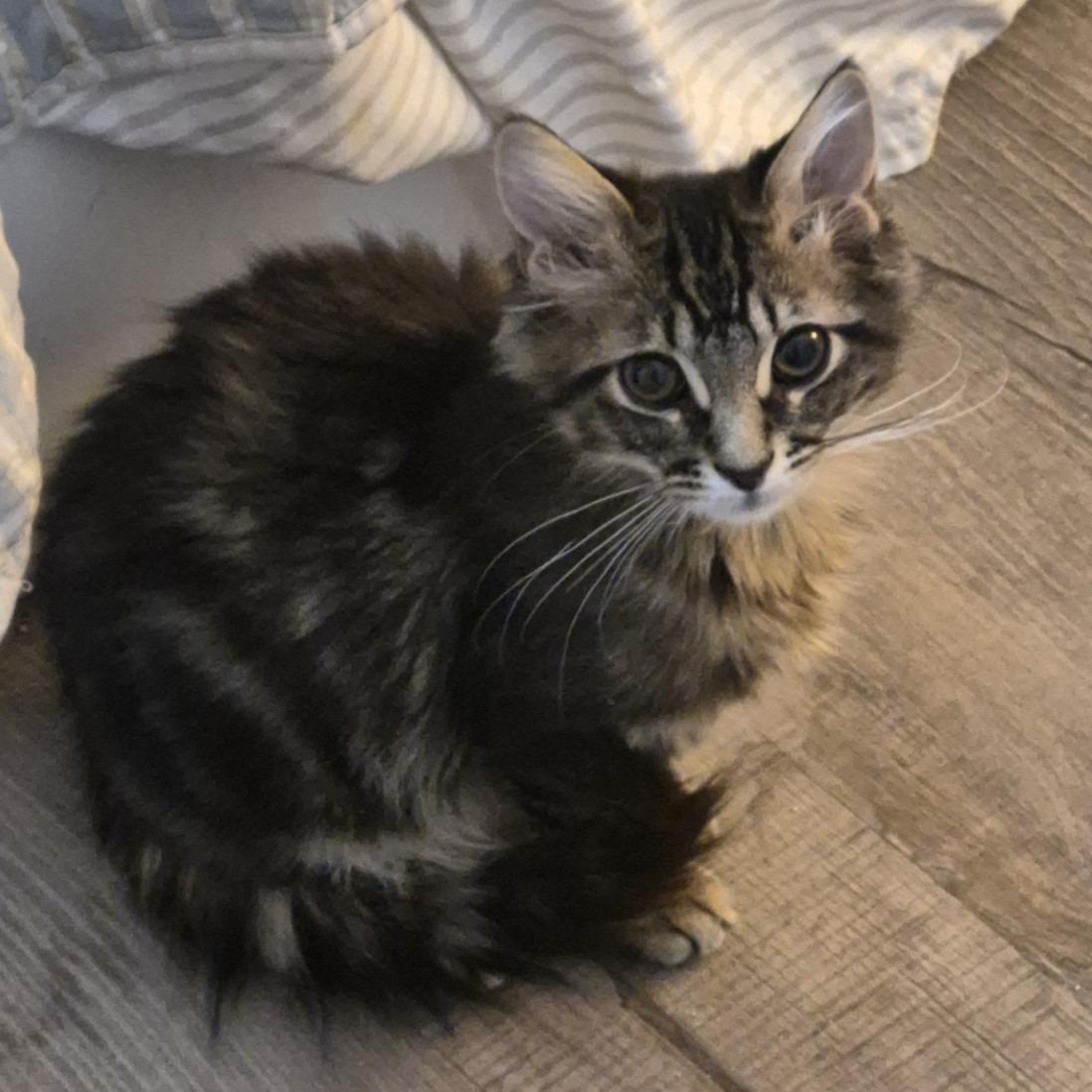 Enlarge Clydesdale, an adopted Domestic Long Hair in Queen Creek, AZ image 3/4