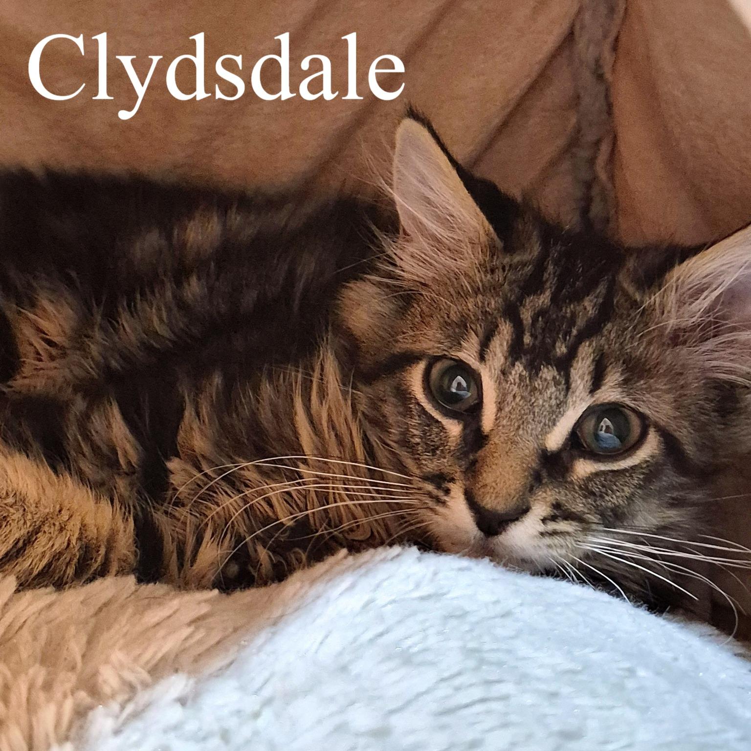 Enlarge Clydesdale, an adopted Domestic Long Hair in Queen Creek, AZ image 2/4